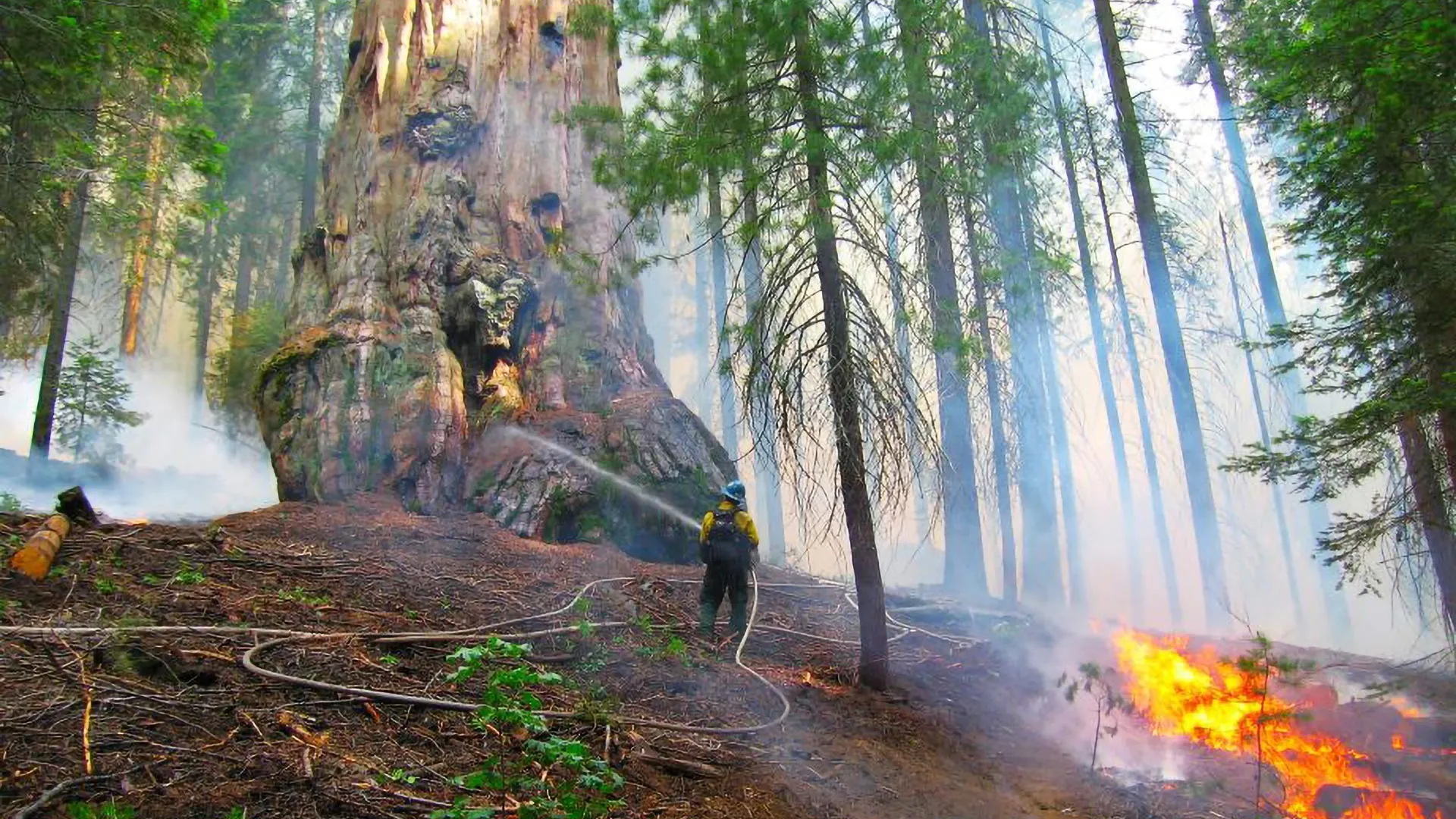 Prescribed Burns Help Save Giant Sequoias from Wildfires