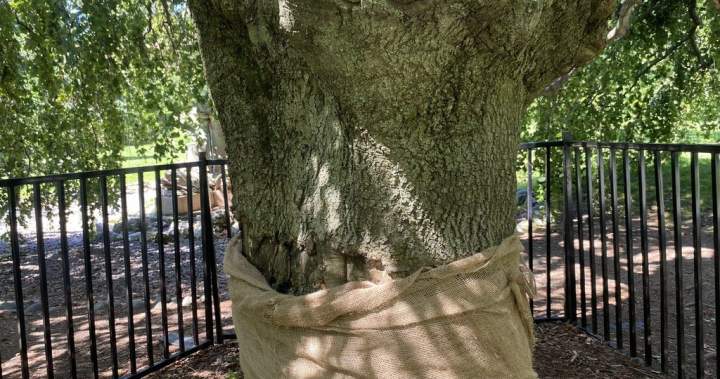 Halifax Historic Tree Vandalized Again Sparks Community Concern