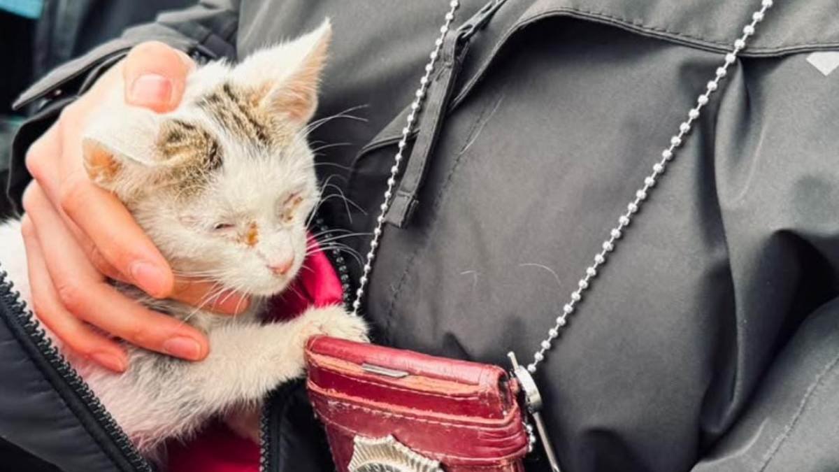 Mujer detenida por mantener perro y gato desnutridos en su vivienda