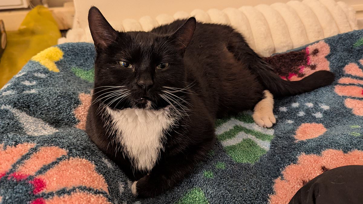 Solicitor sues RSPCA over disabled cat's remains after police raid