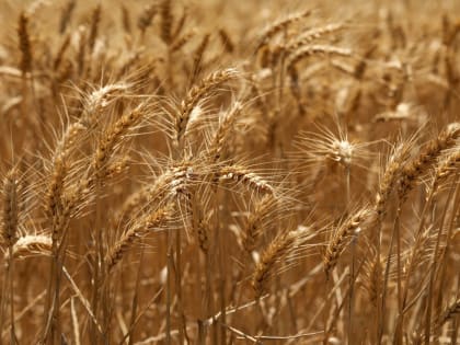 Рост производства сельскохозяйственной продукции в Кабардино-Балкарии