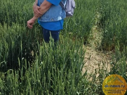 К 1 июля аграрии Ставрополья убрали 3,3 миллиона тонн зерна