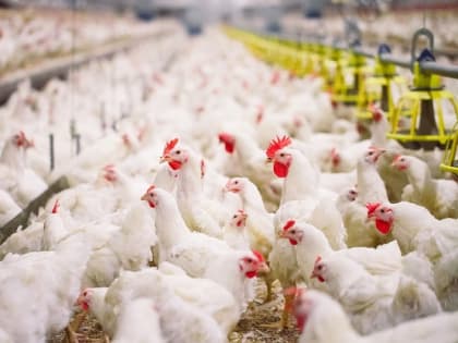 В Кабардино-Балкарии нарастили выпуск продукции сельского хозяйства на 2,5%