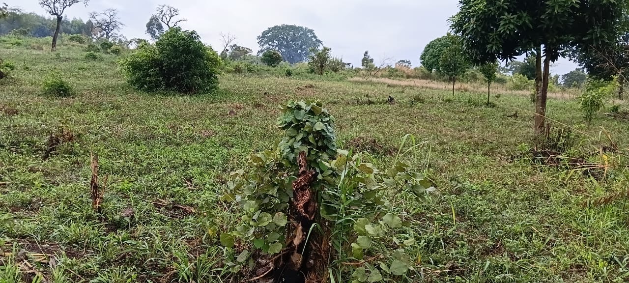 Prime Land for sale near Kabalega International Airport