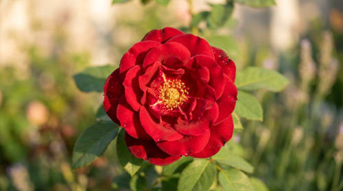 Раскрытая роза