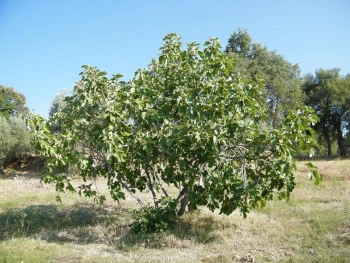 Il Paradiso dei Fillacciare