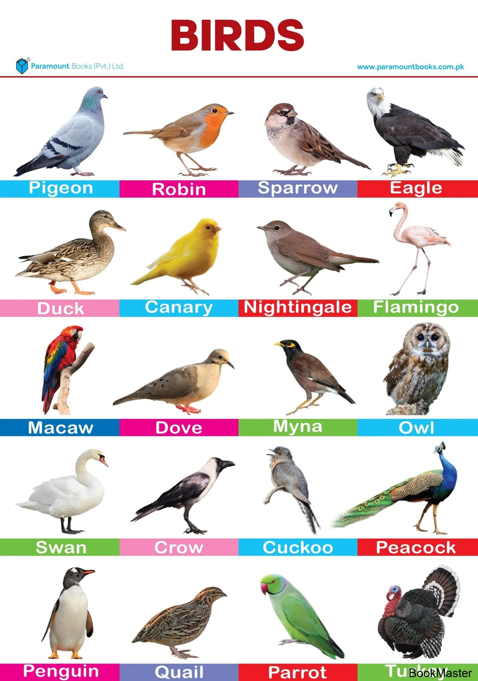Paramount Wall Chart: Birds
