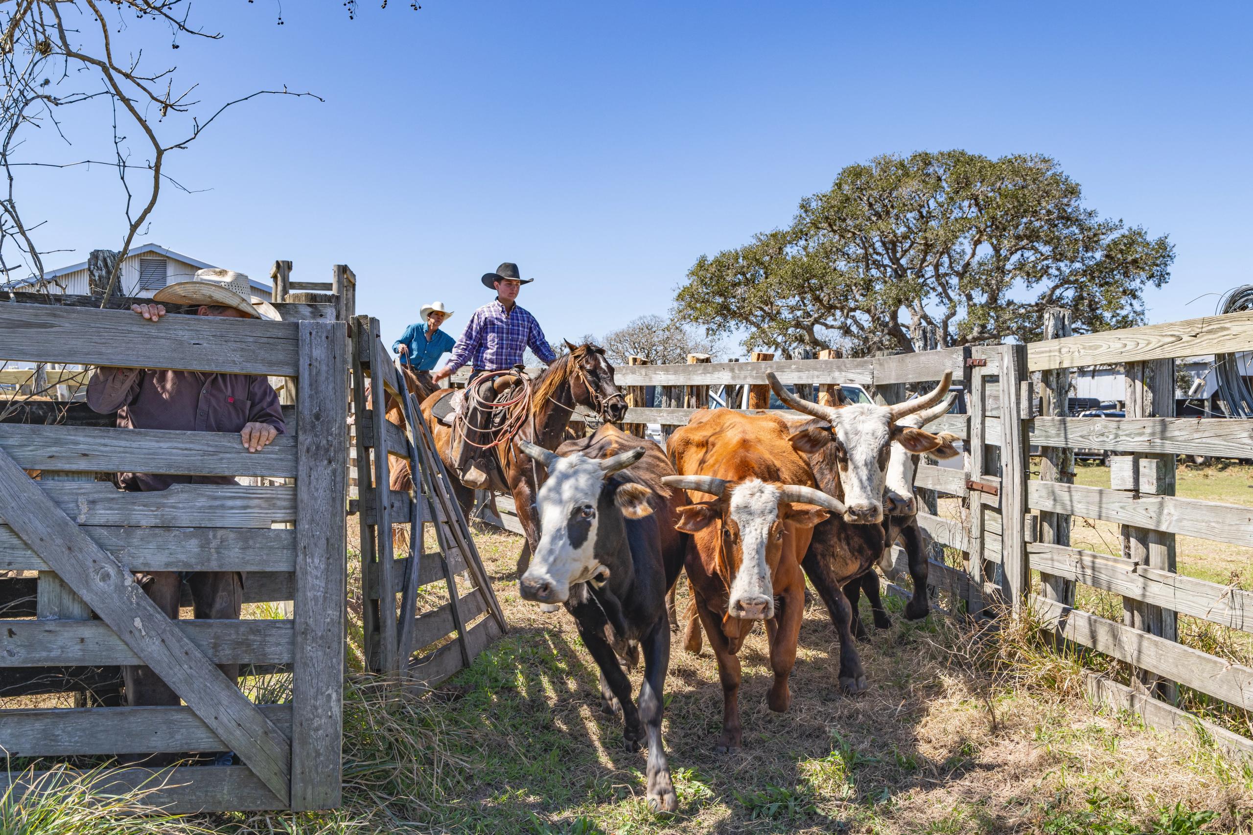 Ranching and Agribusiness industry in Texas - cattle ranches, farming, and agricultural operations