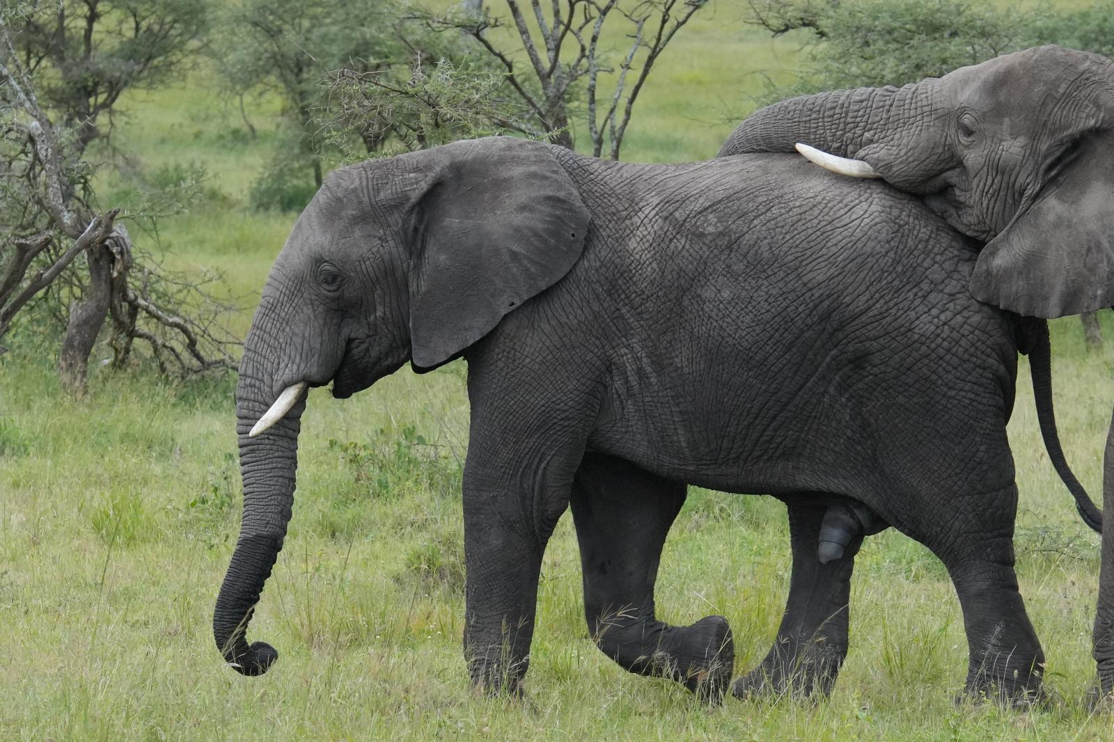Tanzania Icons Luxury Safari photo 1