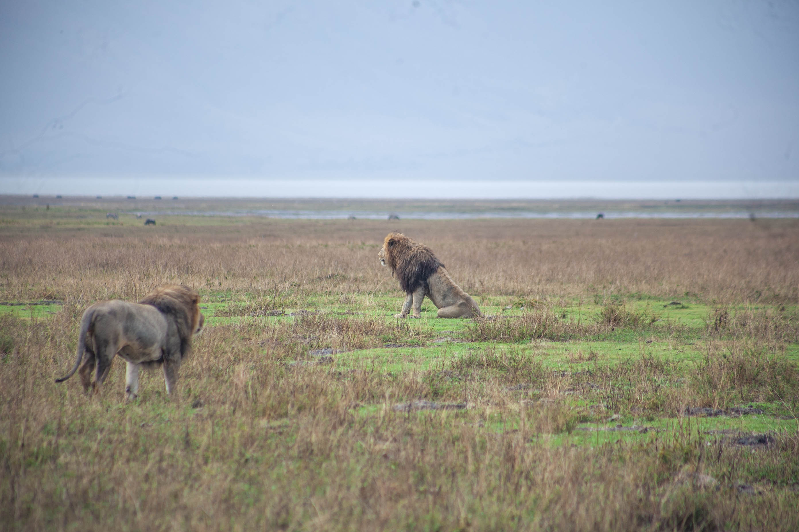 4 Days Legends of the Savannah photo 1