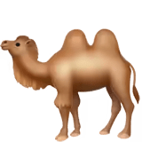 🐫