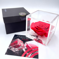 FlowerCube Corallo - Immagine 4