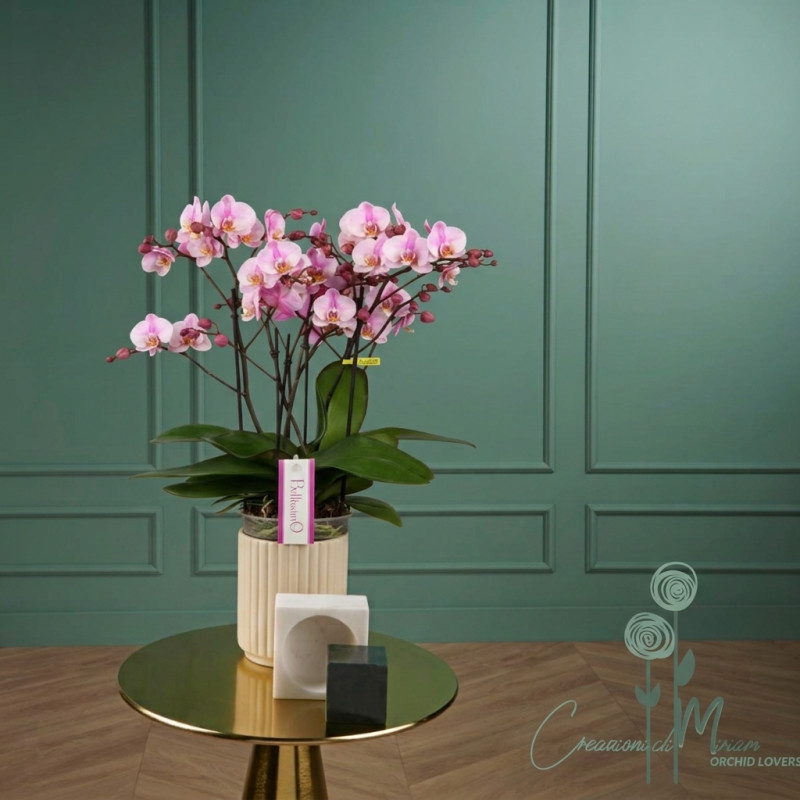 Bellissimo Angelo - Orchidee | Creazioni di Miriam Vercelli