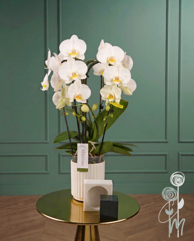 Fontano Bellagio 4 rami - Orchidee | Creazioni di Miriam Vercelli
