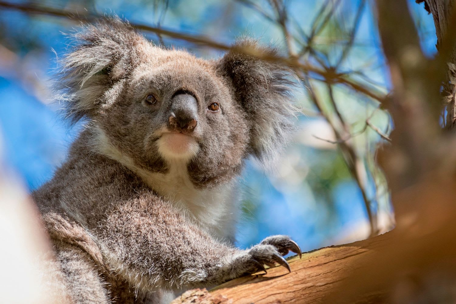 Great Ocean Road to Grampians Overnighter (Shared Accommodation) - Image 2