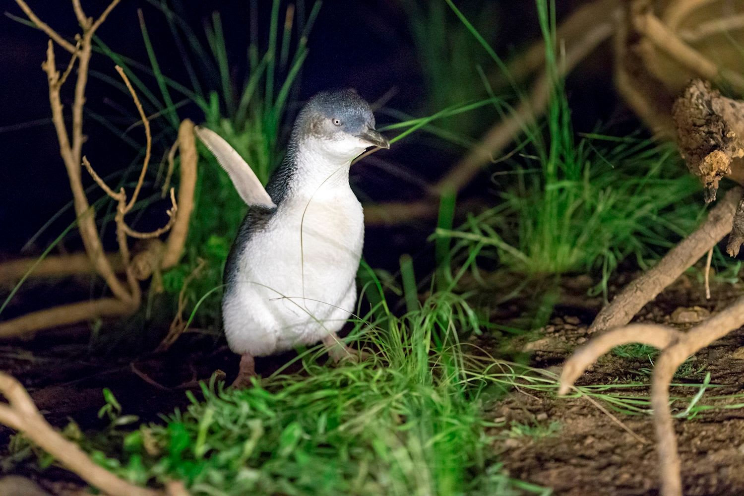 Phillip Island Penguins + Koalas (General Viewing) - Image 2