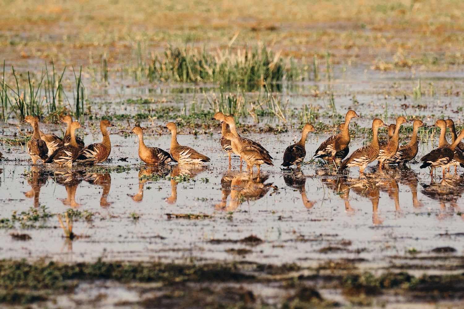 Kakadu Wildlife + Wetlands - Image 2