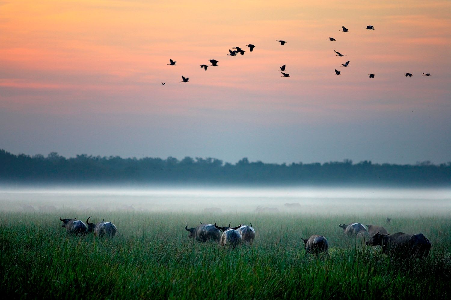 Kakadu Wildlife + Crocodile Cruise - Image 3