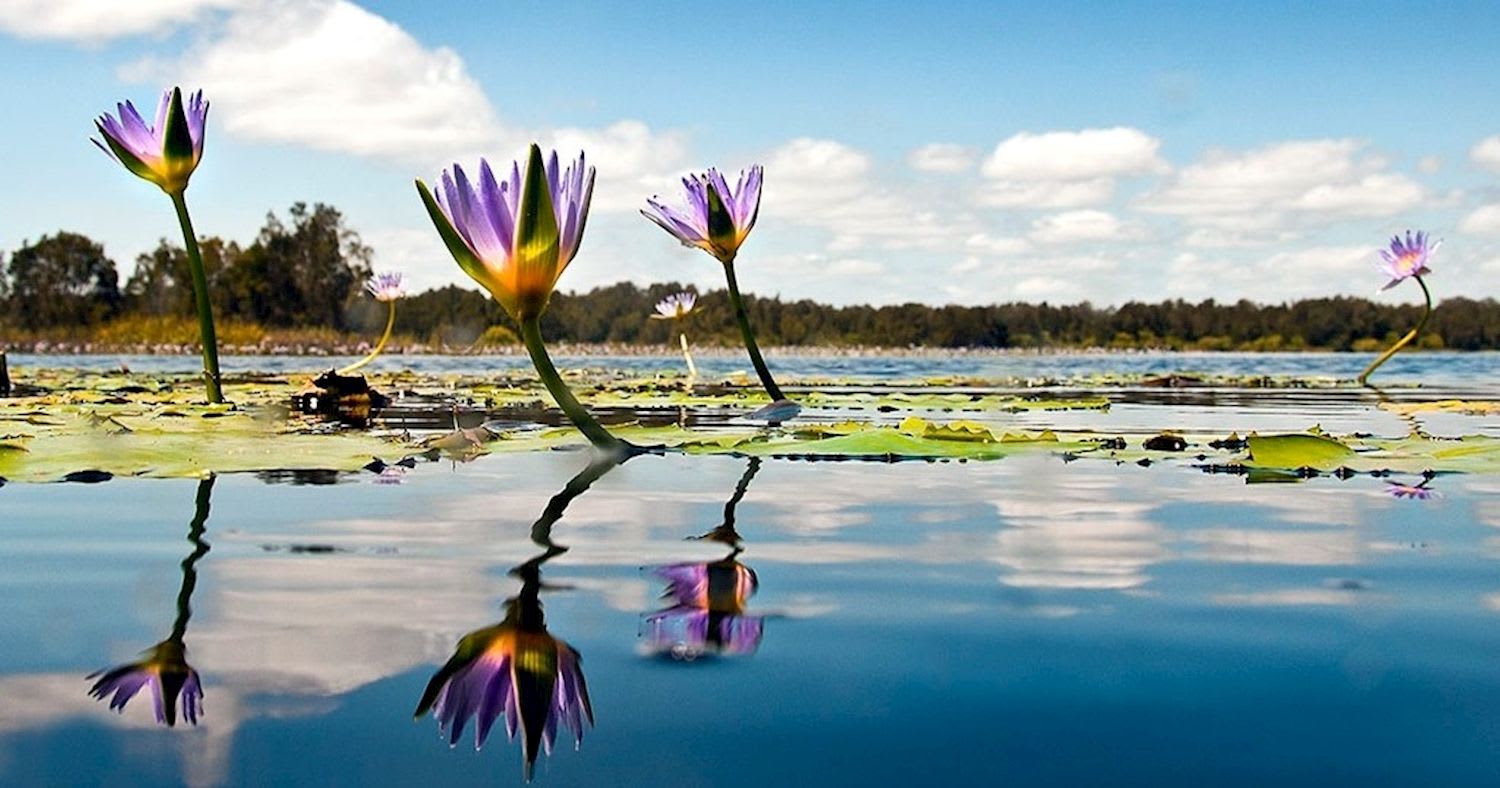 Everglades Serenity Tour