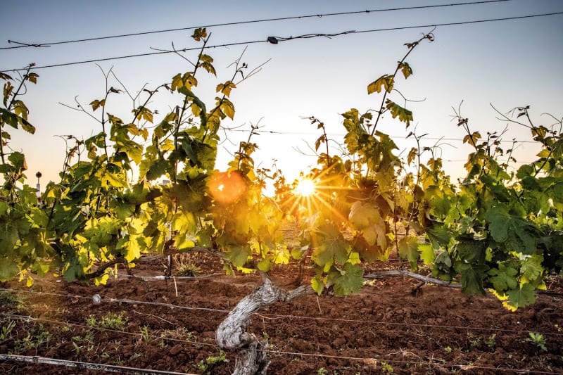 Hunter Valley Scenic Wine Tour