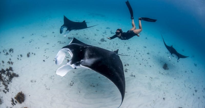 Ningaloo Adventure and Manta Ray Tour Half Day