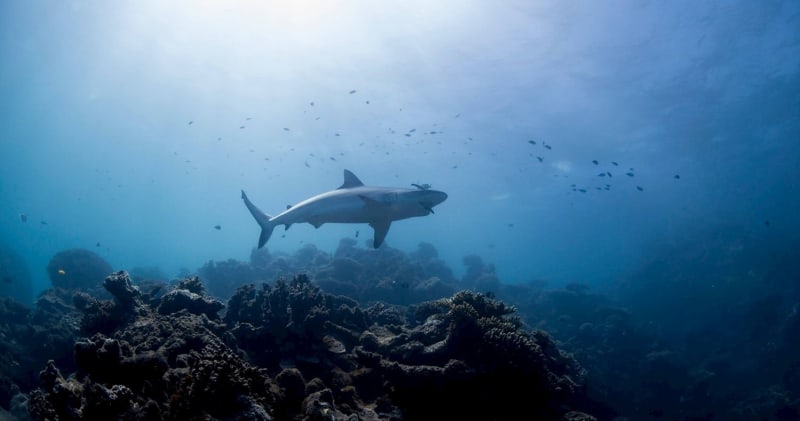 Ningaloo Dive Adventure