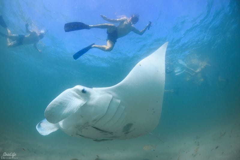 Swim with Manta Rays