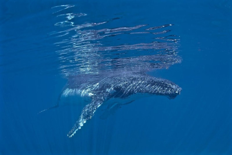 Humpback Whale Safari