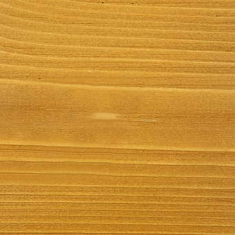 Sugar Maple