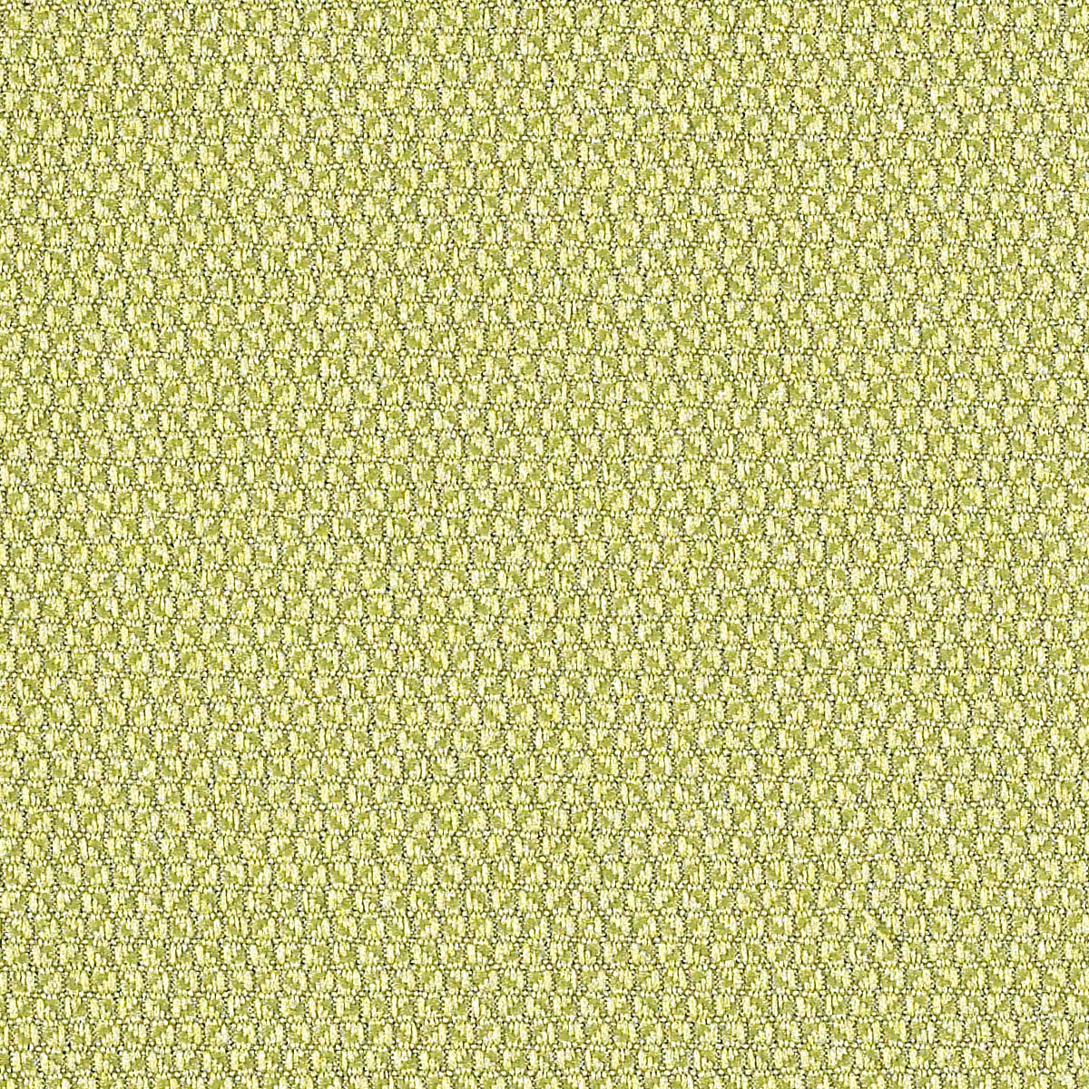 Fern