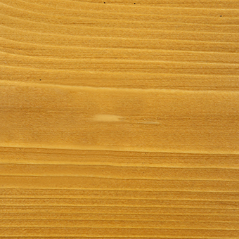 Sugar Maple