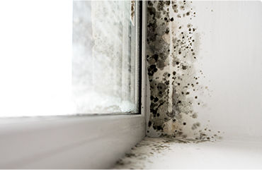 Radon & Mold Abatment