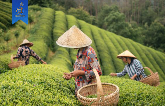 cánh đồng chè Phân tích thành phần dược lý trong trà và tác dụng tuyệt vời của nó