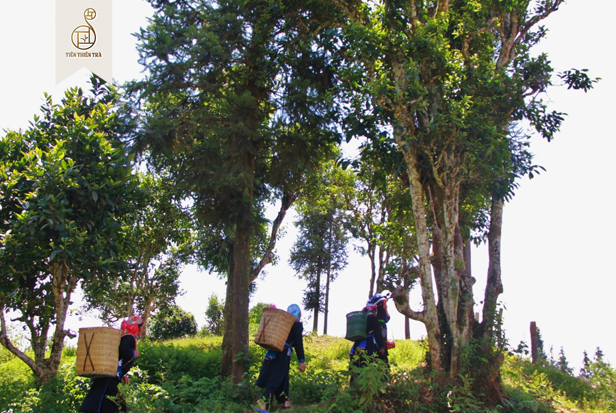 trà shan tuyết cổ thụ