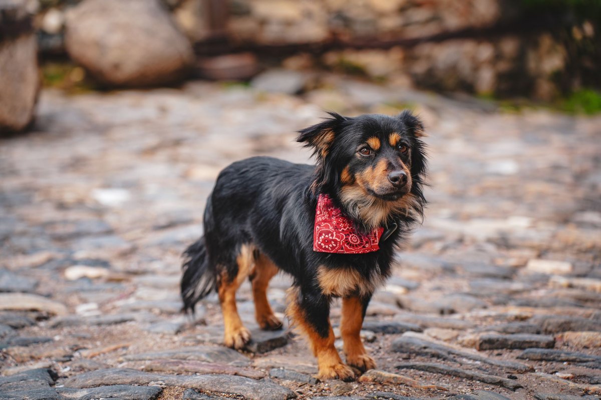 Small dog wearing a red bandana standing on a cobblestone path, showcasing a curious expression.
