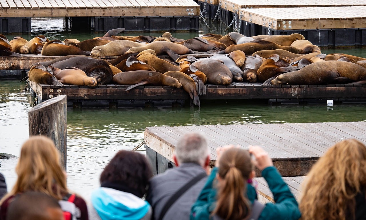 alcatraz tours dog friendly