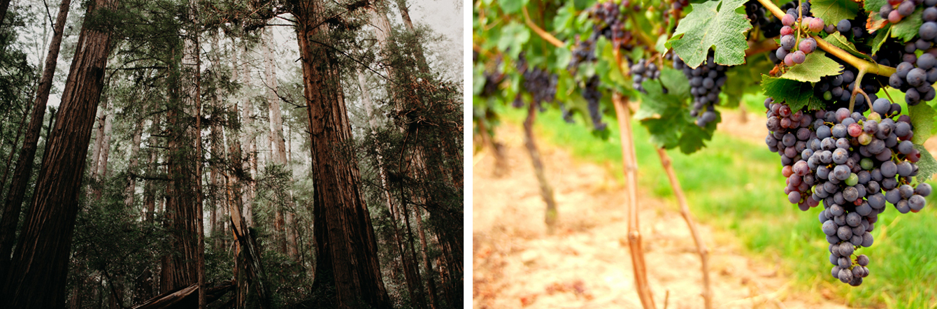 Muir Woods and Wine Country Options with Alcatraz