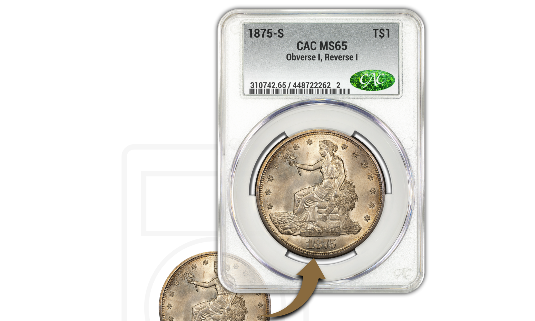 Elevate Your Collection