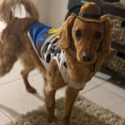 Chico