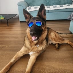 Maximus The Great