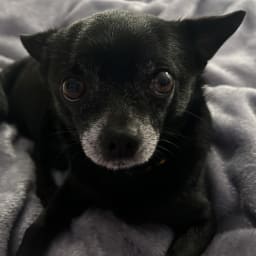 Bo