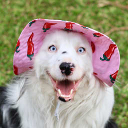 Blitzen