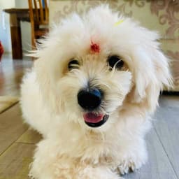 CoCó