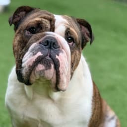 Wonderbull Lord Bullsley
