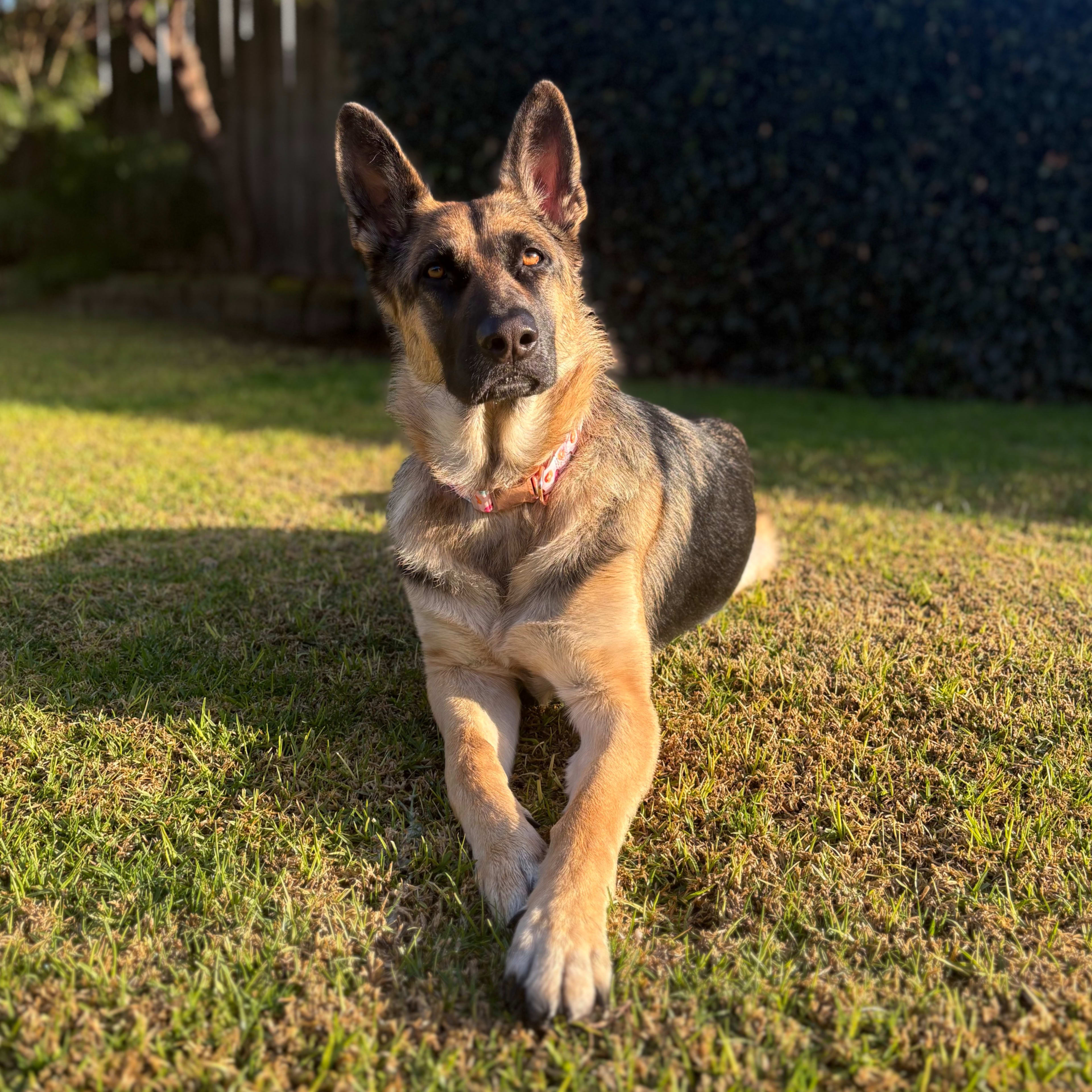 Nala