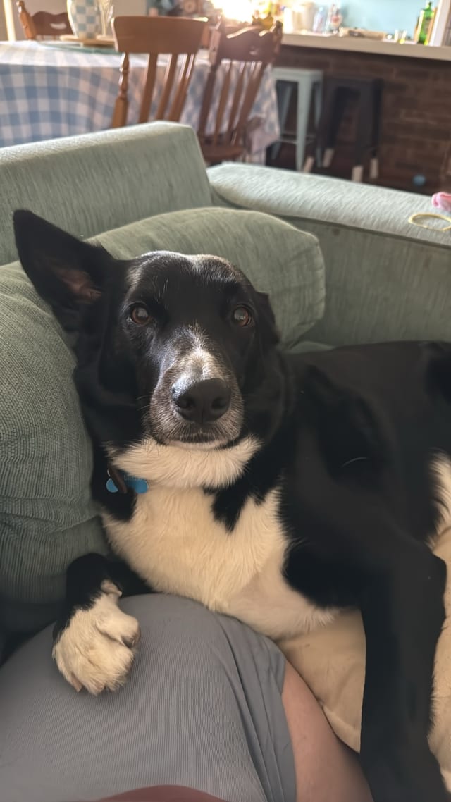 Buddy