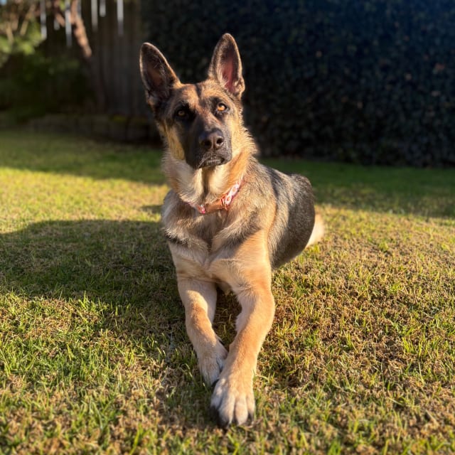 Nala