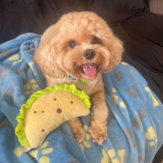 Nacho