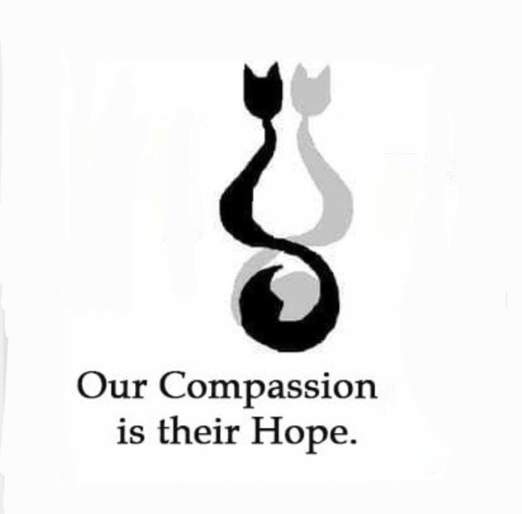 Hunter Valley cat Haven