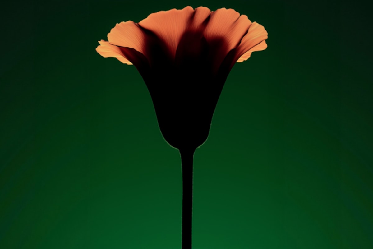 Living Forward: What End-of-Life Work Taught Me About Meaning
